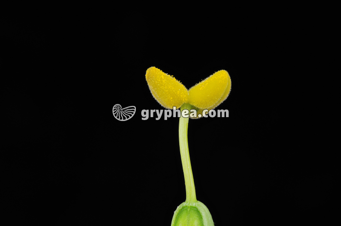 Lisianthus (Eustoma grandiflorum) - Style et stigmate avec pollen (détail) - gryphea.com